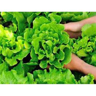 Hạt giống rau xà lách