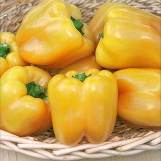 Hạt giống Ớt ngọt vàng