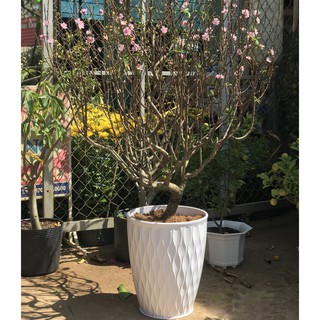 Bộ 2 Chậu Nhựa Trồng Cây Mắt Lưới Tròn Giả Sứ Cao Cấp (38x46x25cm) Trồng Cây Cảnh, Hoa Kiểng, Cây Văn Phòng - Hàng VNXK