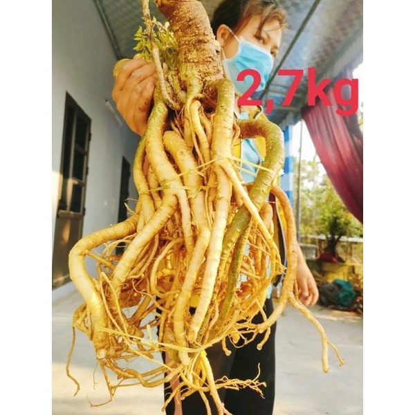 Chuẩn bồn đinh lăng nếp bắc lá nhỏ,hàng nguyên bản 1kg,2kg,3kg...10kg..