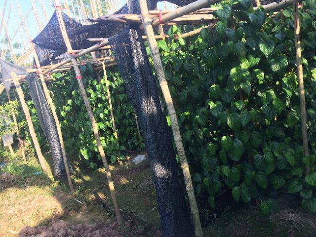 Hộp 50 túi lọc bột lá trầu không nguyên chất | BigBuy360 - bigbuy360.vn