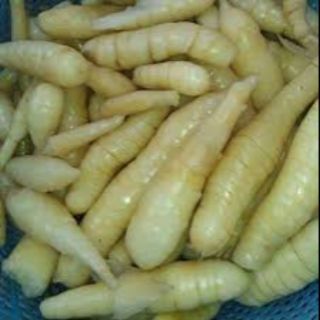 1 kí củ bình tinh ( củ dong, củ lùn dài )