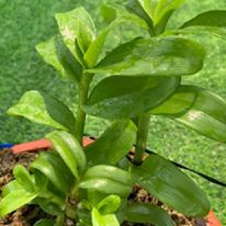 (GIẢM GIÁ) Hoa lan phi điệp-tím yên tử(cao 30cm ,trồng thuần ấm chậu)