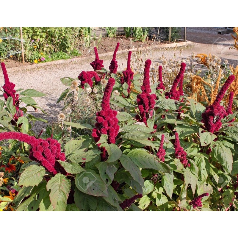 [HG Mỹ] Hạt giống Mào Gà Đầu Voi (Elephant head amaranth) - 20 Hạt F1 tỷ lệ nảy mầm 90%