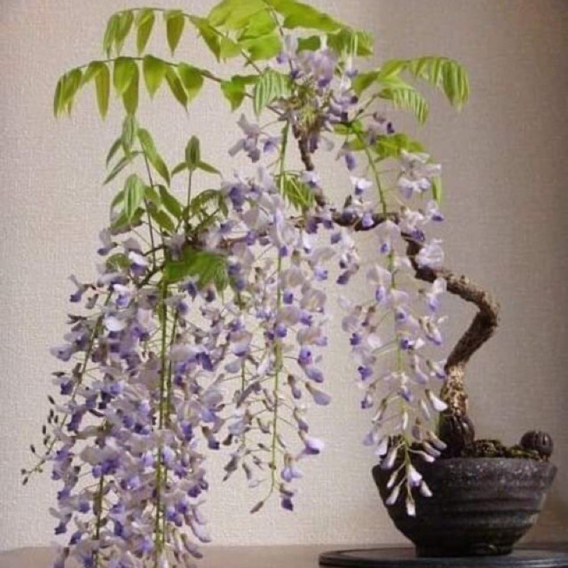 🍀HÀNG ĐẸP🍀cây hoa tử đằng thân gỗ