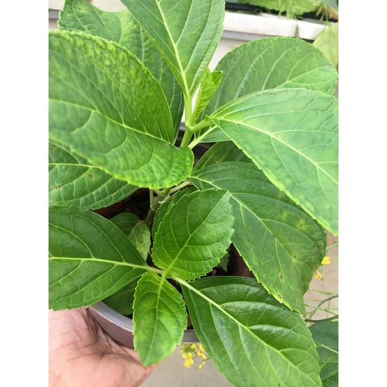 CHẬU CÂY HOA CẨM TÚ CẦU_ CÂY ĐÃ TRƯỞNG THÀNH, MỖI CHẬU TỪ 2 THÂN CÂY_3 THÂN CÂY KHỎE MẠNH