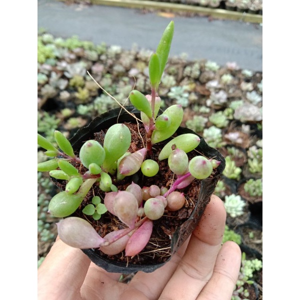 [ LIMITED ] MỘT CHIẾC SEN SEDUM PURPLE BUBBLE ( BONG BÓNG TÍM MỘNG MER 🤷 ) size mini 8x8 cm