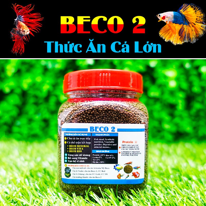 🥩 Cám BECO 2 - Thức ăn cho cá lớn  BETTA COFFY ☕️