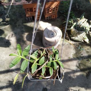 Phi Điệp ( Giã Hạc ) Hồng Xước cây ki 52 ( 2-3 cây/chậu)