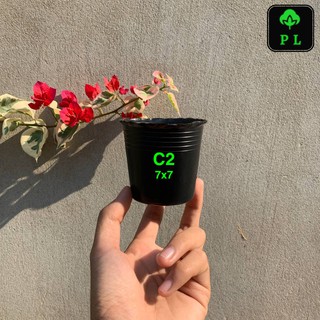Combo 10 chậu nhựa đen C2 loại dày nhất