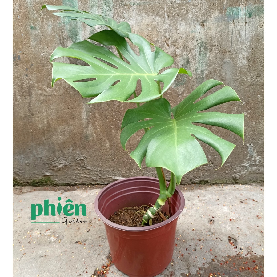 Cây Monstera Deliciosa Trầu Bà Lá Xẻ kèm chậu gốm 40-50cm 1 gốc