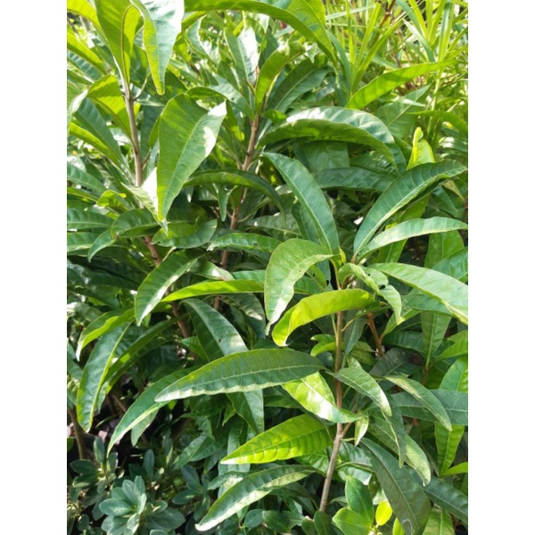 Lê ki ma Thái siêu trái