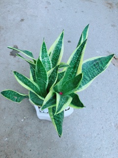 Chậu Lưỡi Hổ Size Lớn