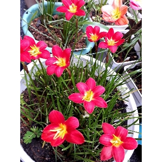 Huệ mưa ngọai, có gắn tag tên , đảm bảo chuẩn củ, rainny lily, sống 100%