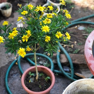 Combo 10cúc thân gỗ rễ trần/100 cây rễ trần