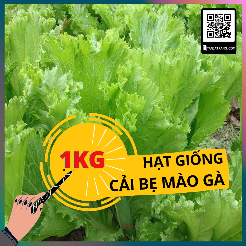 1kg hạt giống cải bẹ mào gà