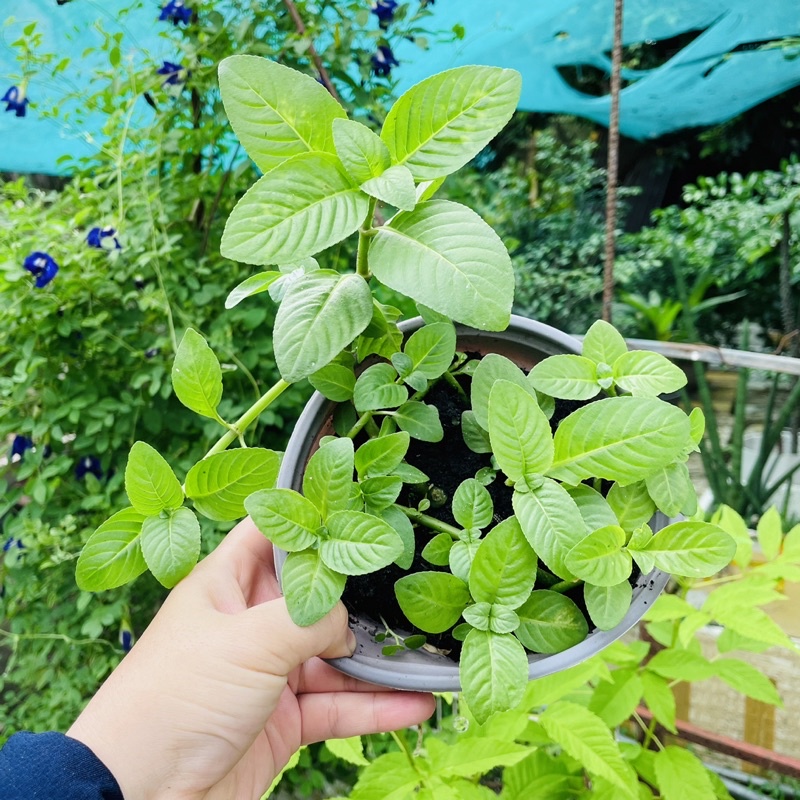 Cây Giống Xá Xị - Quế Vị