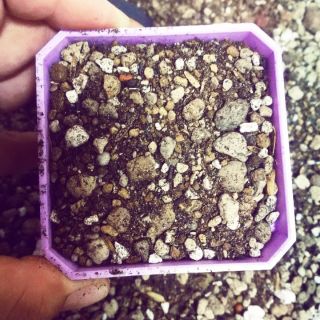 Đất gieo hạt & Đất trồng Lithops