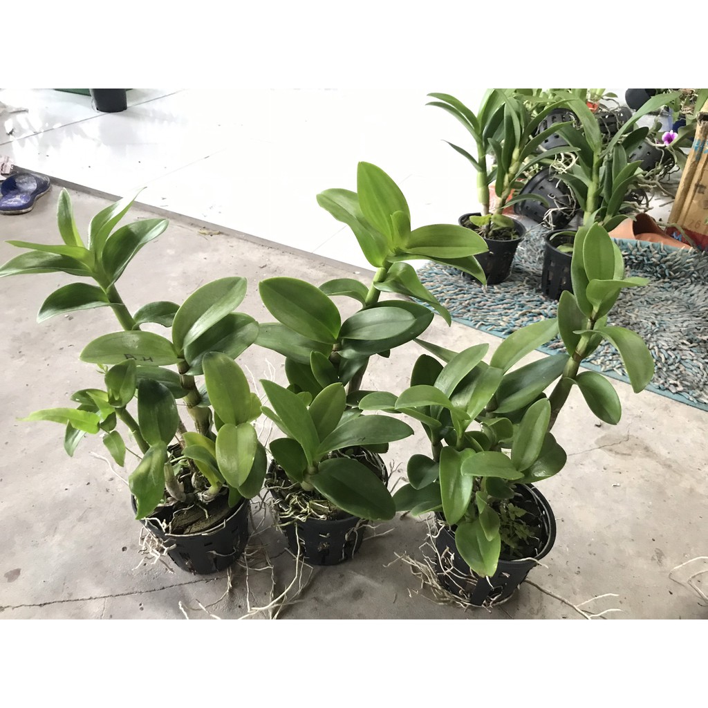 Hoa lan denro nắng bò hồng