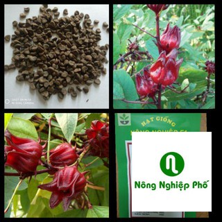 Gói 20 hạt giống atiso đỏ PHUNONG