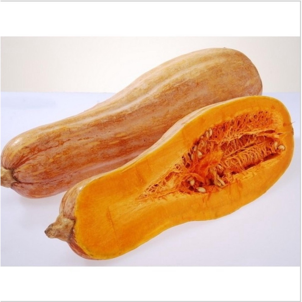 HẠT GIỐNG BÍ MẬT AN NHIÊN F1 AN56 TÚI 10 HẠT -  CHẤT LƯỢNG CAO