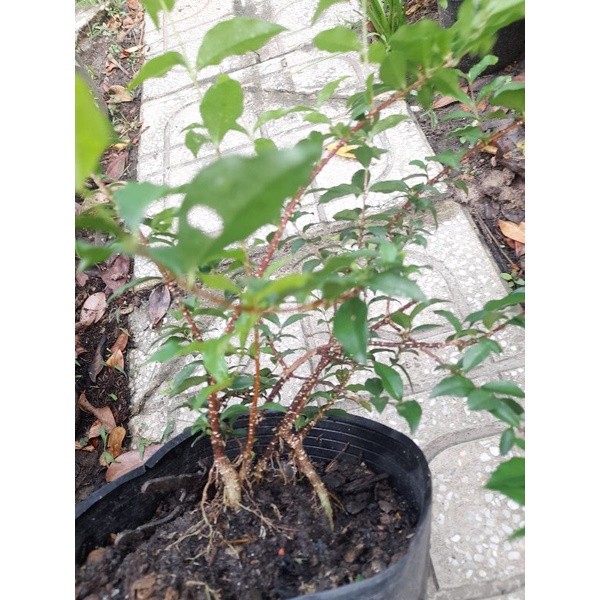 Chậu cây hồng ngọc mai  thơm