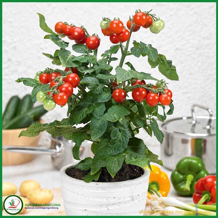 Hạt giống Cà chua bi lùn đỏ RD 641 - 0,1g