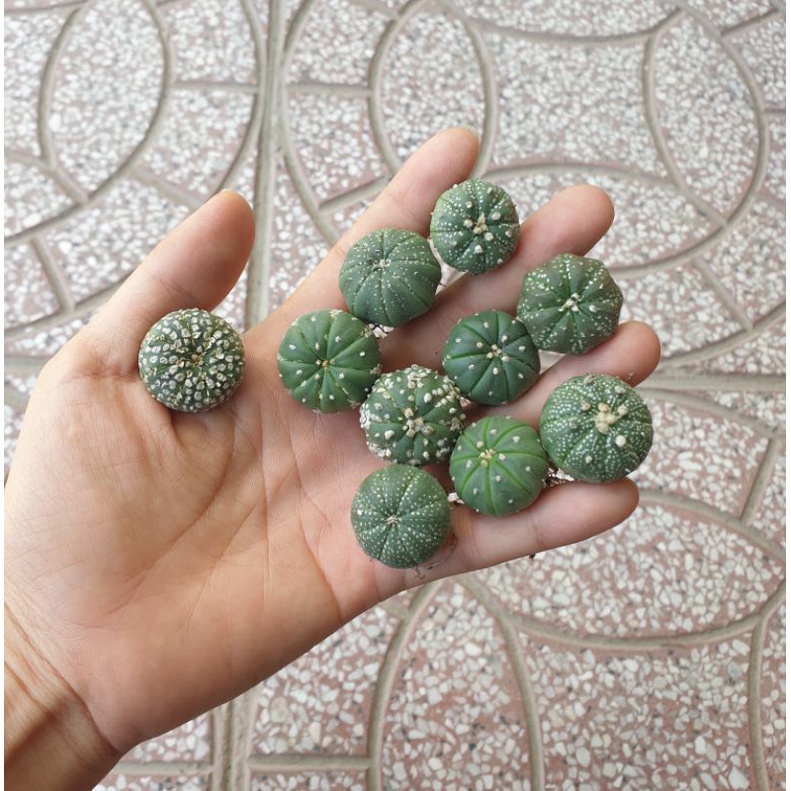 Combo 10 bé xương rồng asterias hoa vàng size 2cm+