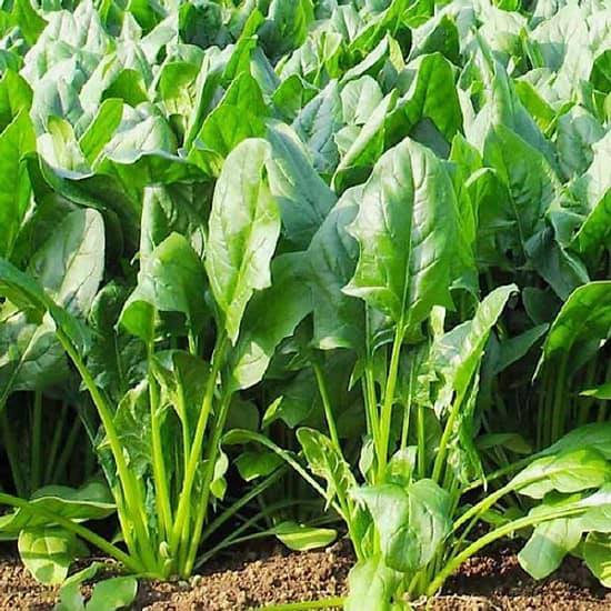 GÓI 20G HẠT GIỐNG RAU CHÂN VỊT / CẢI BÓ XÔI