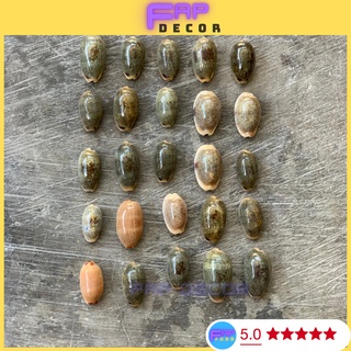 Vỏ ốc heo ngọc phong thủy trang trí decor nhà, vỏ ốc trang trí decor thủy sinh