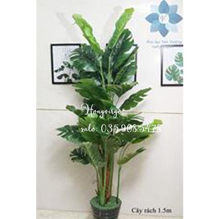 Cây lá xẻ, lá rách cao 1m5