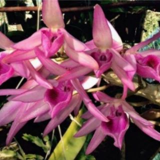 Giả hạc taly nù