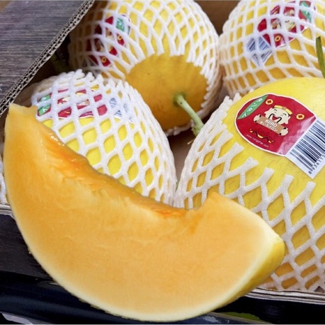 Hạt Giống Dưa Lê Thần Tài KIIRO - Giống Nhật Bản F1