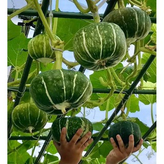hạt giống bí bơ đen F1 siêu ngon