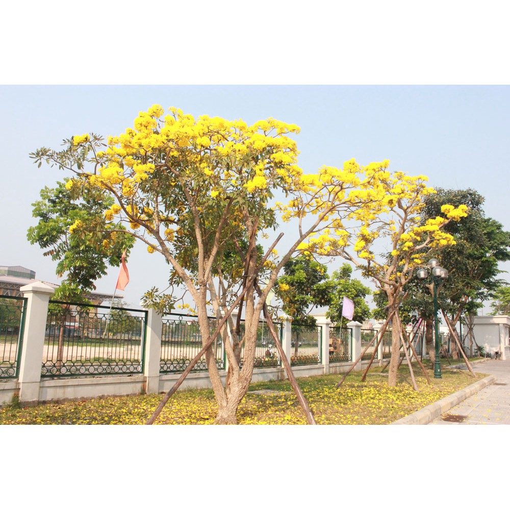 HẠT GIỐNG HOA CHUÔNG VÀNG - 10 Hạt/ gói