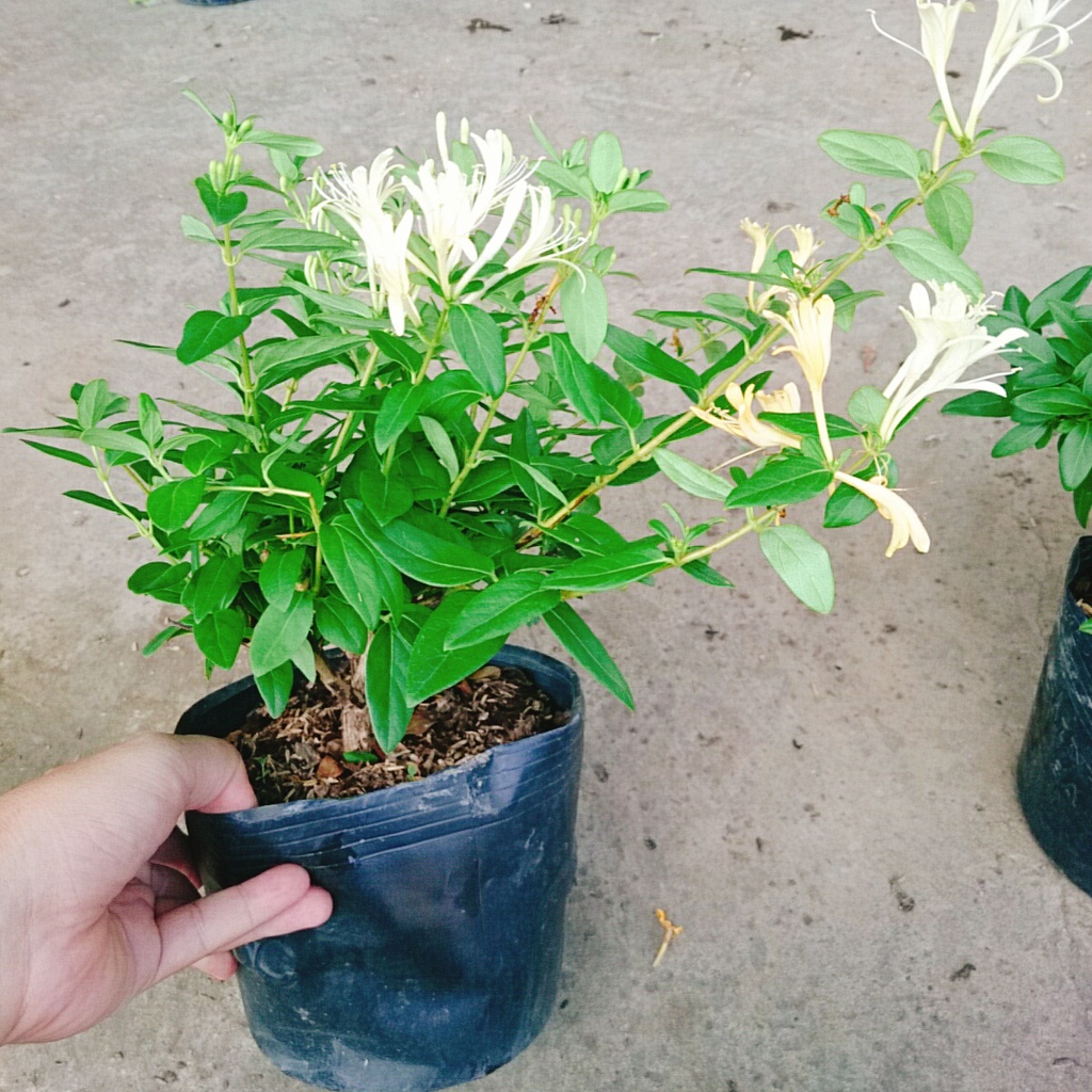 Cây Kim Ngân Hoa  - caykiengsadec