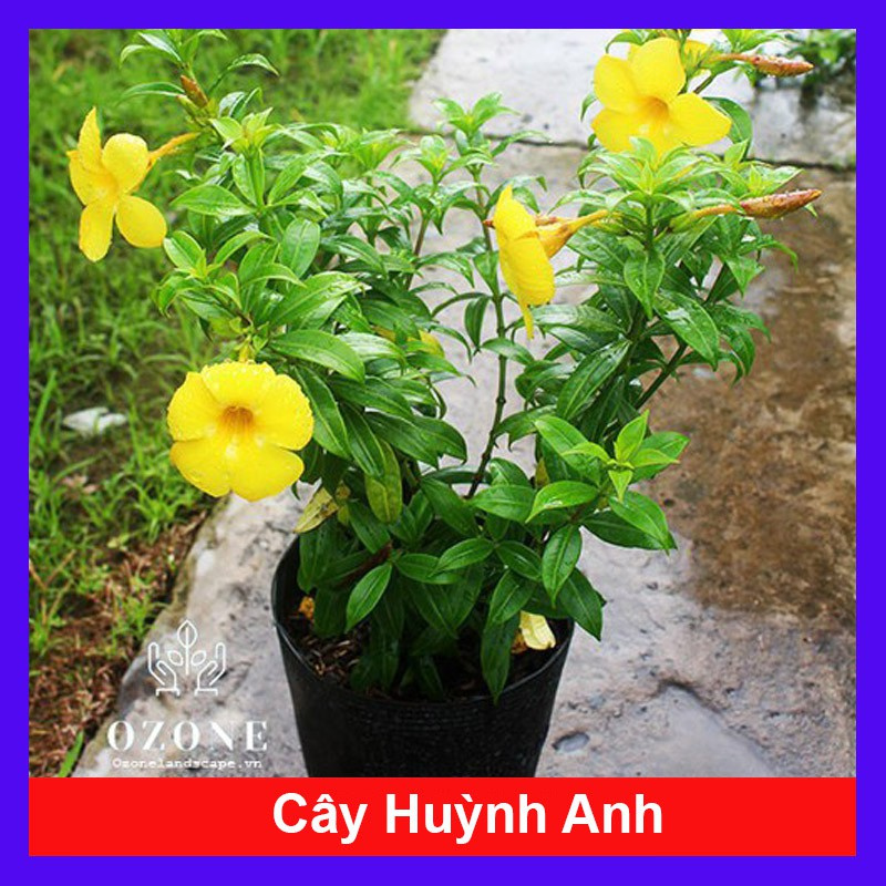 caykiengsadec - Cây Huỳnh Anh - Cây cảnh sân vườn - caykiengsadec + Tặng phân bón cho cây mau lớn