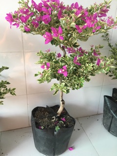 Cây giấy Cẩm thạch Mỹ cây to