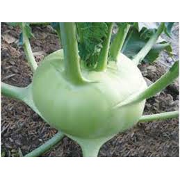 Hạt giống su hào xanh 1gr