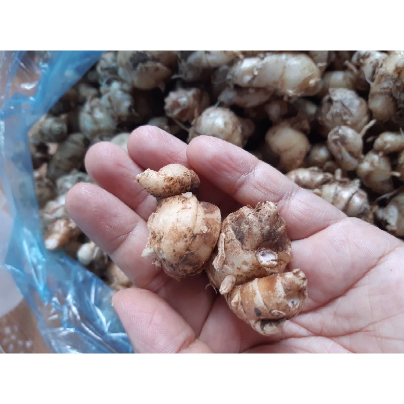 Củ địa liền tươi hữa cơ (xá kiếng)