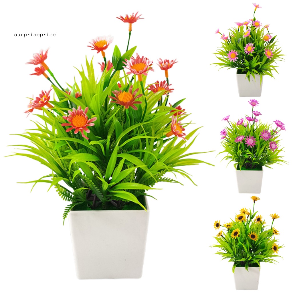 Spa 1 Bộ Chậu Cây Bonsai Thực Tế Bắt Mắt