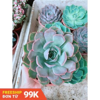 Sen Đá Tím Cánh Cứng Size Đại