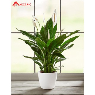 Cây cảnh nhân tạo 90cm trang trí phòng khách sang trọng, chậu hoa lan giả decor tiểu cảnh xanh mát Anzzar LY-90