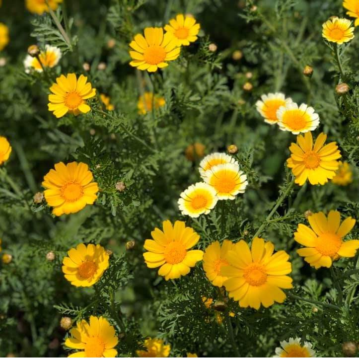 Hạt Giống Tần Ô Cúc Tẻ PN  - AN AN SAIGON