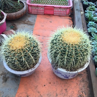 Kim hổ gai Mỹ