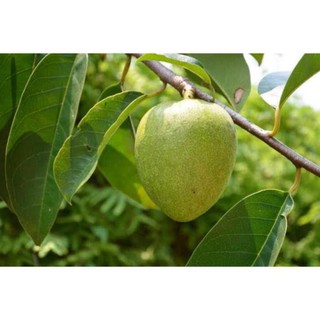 Hạt cây Bình bát làm giống