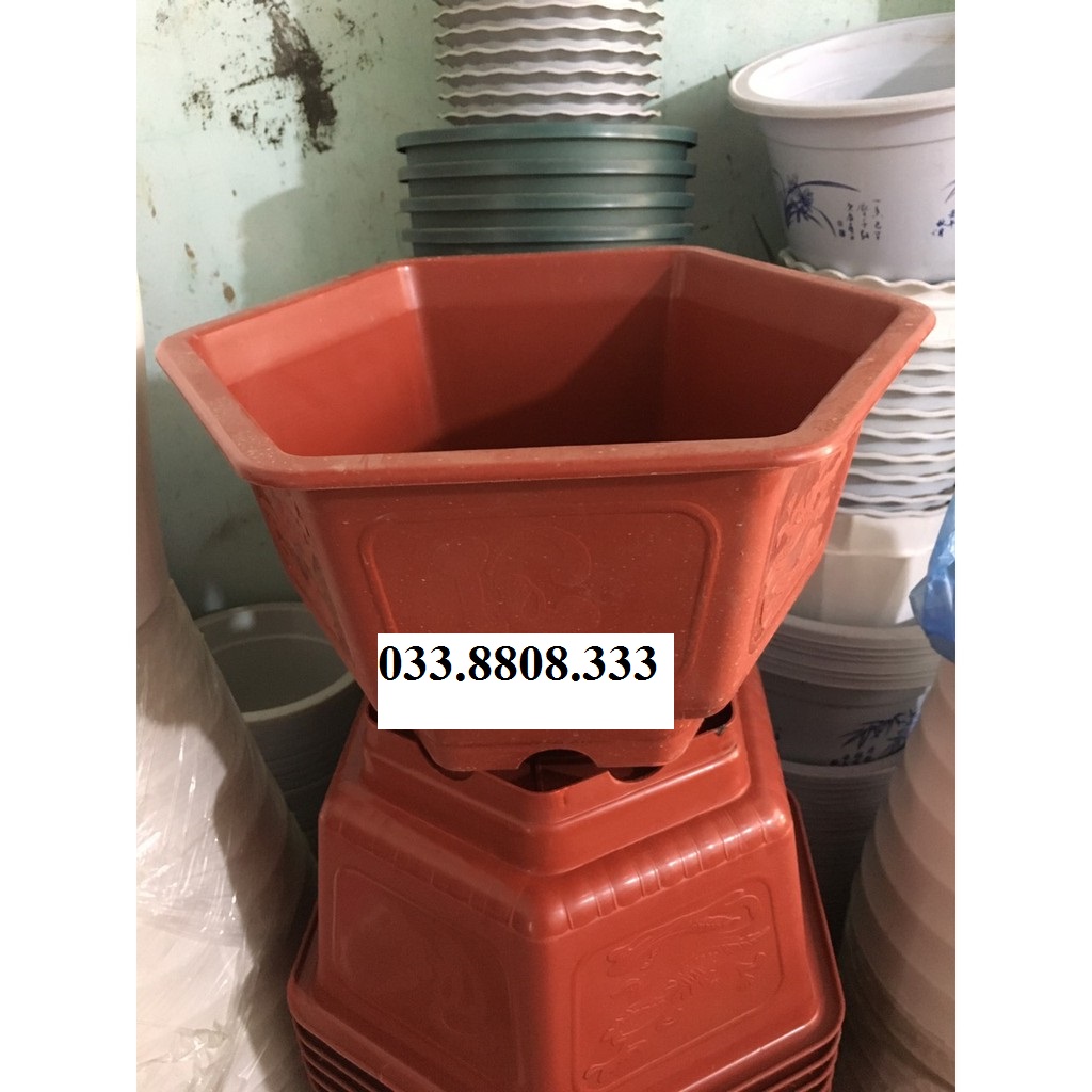 10 chậu nhựa lục giác trồng cây 250x150 - Chậu đẹp bền rẻ chuyên trồng cây cảnh.