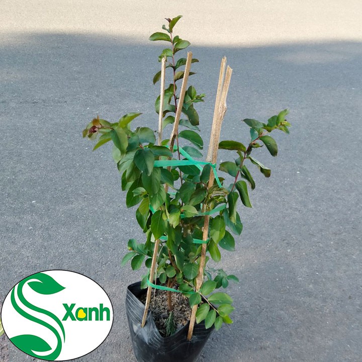 Cây Hoa Tường Vi Đỏ