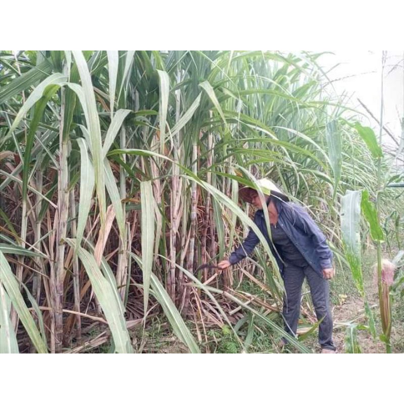 [ Hữu Cơ] Đường Phên Mật Mía Làng Găng, Nghệ An Nguyên Chất, tốt cho sức khoẻ, thay thế đường cát tinh luyện