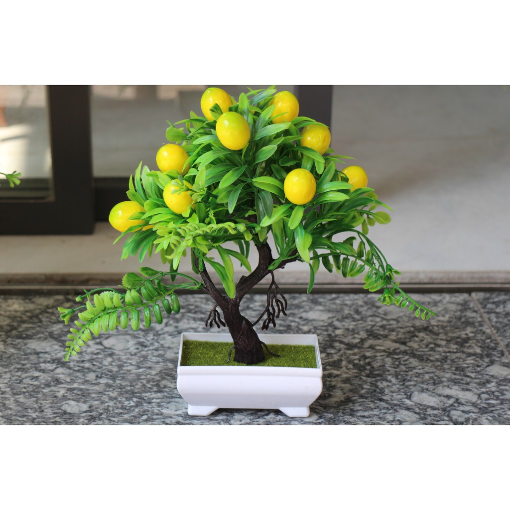 Chậu tiểu cảnh giả: cây cam, cây quýt trang trí | BigBuy360 - bigbuy360.vn